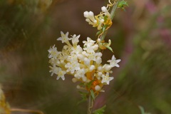Cuscuta umbellata