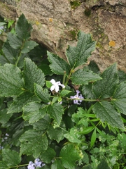 Clematis heracleifolia