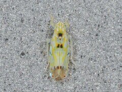 Erythroneura octonotata