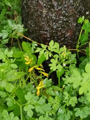 Corydalis raddeana