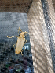 Acalolepta aesthetica