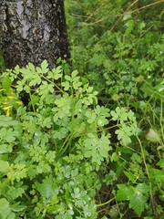 Corydalis raddeana