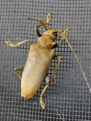 Acalolepta aesthetica