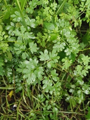 Corydalis raddeana
