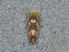 Erythroneura elegans