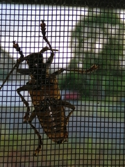 Acalolepta aesthetica