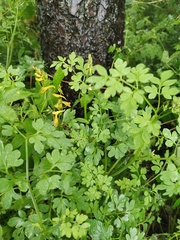 Corydalis raddeana