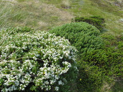 Veronica cryptomorpha