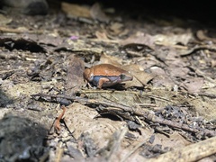 Hamptophryne boliviana