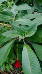 Fuchsia boliviana luxurians