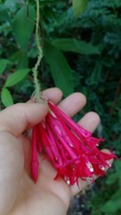 Fuchsia boliviana luxurians