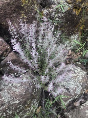 Hedeoma oblongifolia