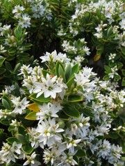 Veronica cryptomorpha