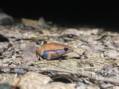 Hamptophryne boliviana
