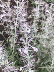 Hedeoma oblongifolia
