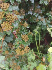 Spiraea ouensanensis