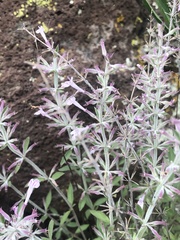 Hedeoma oblongifolia
