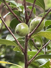 Camellia hengchunensis