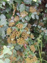 Spiraea ouensanensis