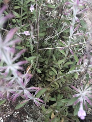 Hedeoma oblongifolia