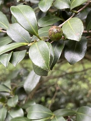Camellia hengchunensis