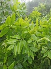 Fraxinus chinensis