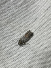 Chararica hystriculella