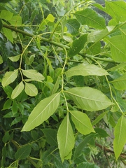 Fraxinus chinensis