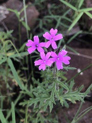 Glandularia latilobata
