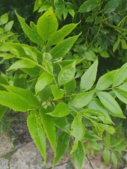 Fraxinus chinensis