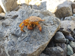 Telmessus cheiragonus