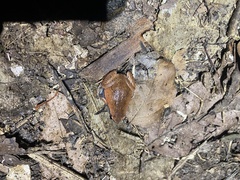 Hamptophryne boliviana