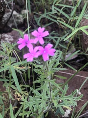 Glandularia latilobata