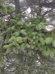Picea asperata