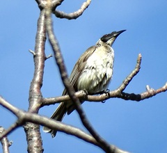 Philemon argenticeps