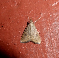 Udea ferrugalis