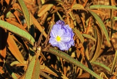 Solanum sturtianum