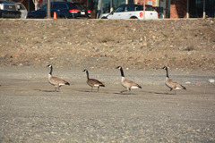 Branta canadensis