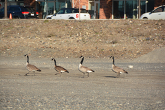 Branta canadensis