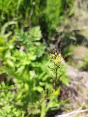 Descurainia nuttallii