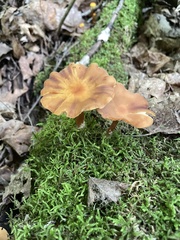 Hydnangiaceae