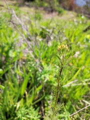 Descurainia nuttallii