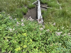 Spiraea × pyramidata