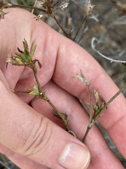 Stylosanthes viscosa