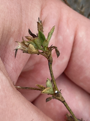 Stylosanthes viscosa