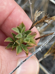 Stylosanthes viscosa