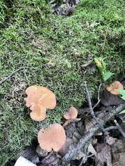 Hydnangiaceae
