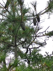 Pinus armandi