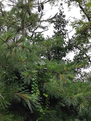 Pinus armandi