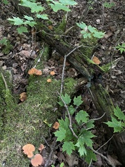 Hydnangiaceae